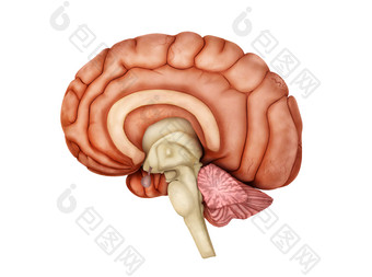 人体大脑内侧结构图