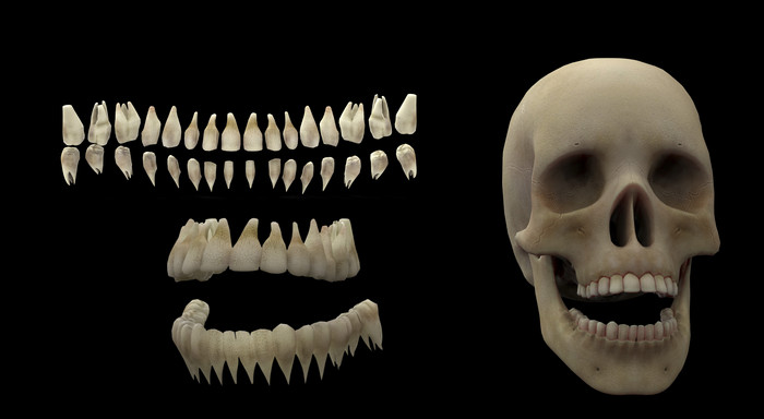 生物医学头骨牙齿