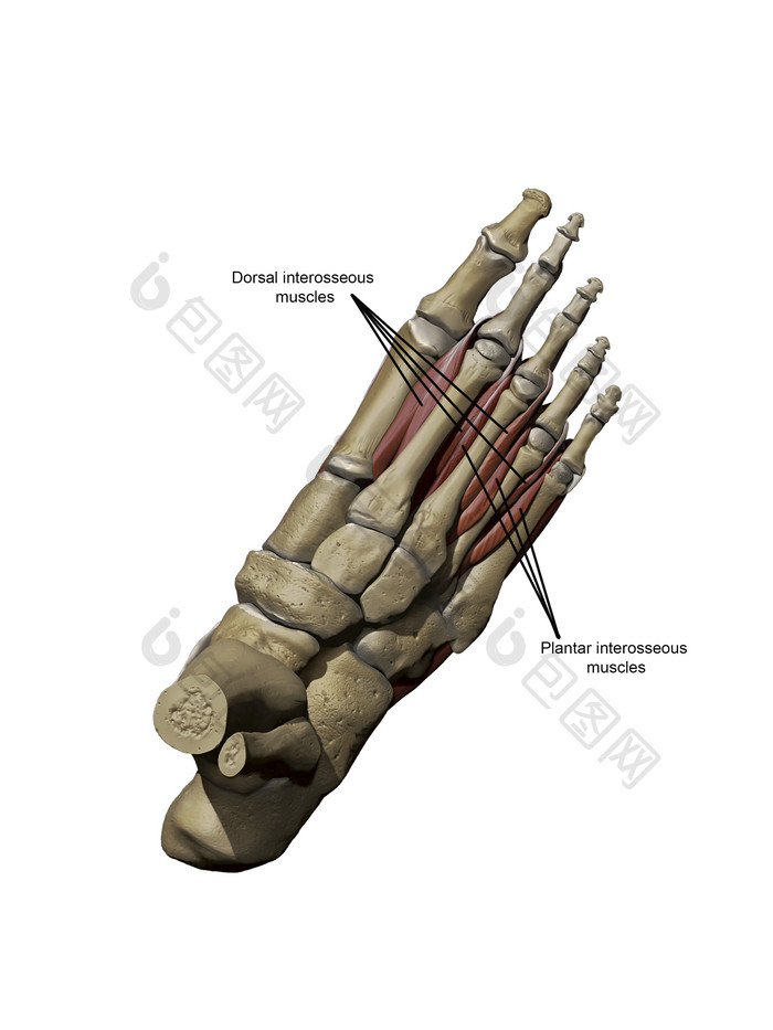 人体脚部骨骼肌肉解剖插图