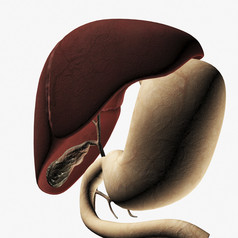 人体肝部胃部器官示例图