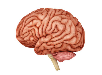医疗人体大脑示例图