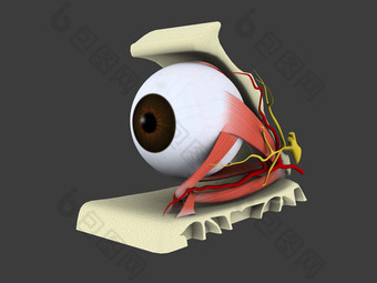 <strong>解剖学</strong>眼睛视网膜
