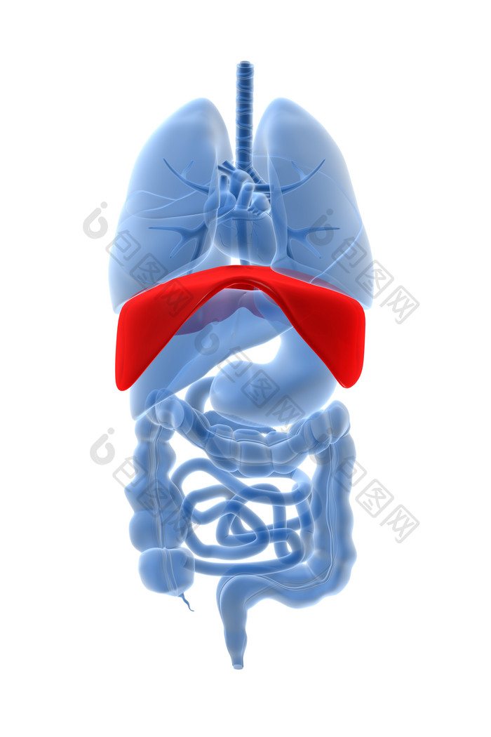 人体器官蓝色内脏摄影图