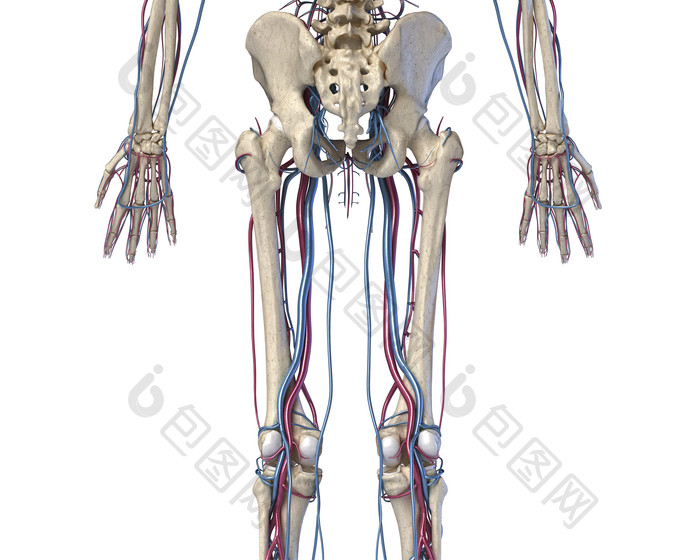 人类解剖学生理学骨骼血液走向图