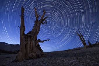 荒漠枯木星空摄影插图