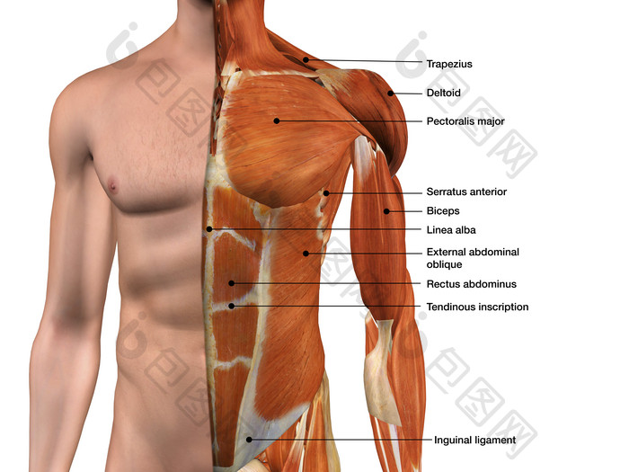 三维男性上半身插图说明