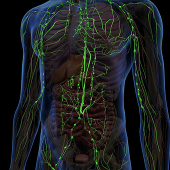 解剖学淋巴系统<strong>过滤</strong>器