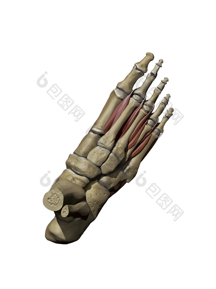 人体脚部骨骼肌肉插图