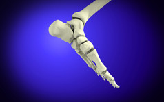 脚趾骨骼结构示例图