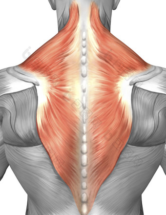 人体背部结构<strong>示例</strong>插图