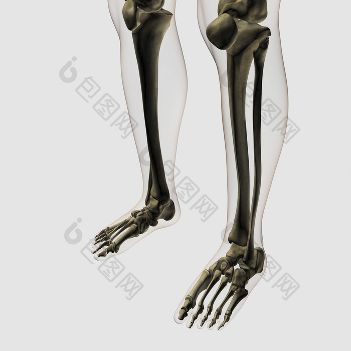 人体脚部骨架骨骼示例图