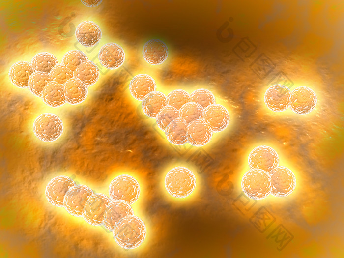 葡萄球菌细胞示例插图