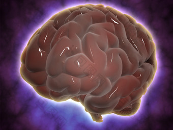 人体三维人脑结构图