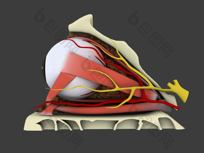 解剖学眼珠眼球摄影图
