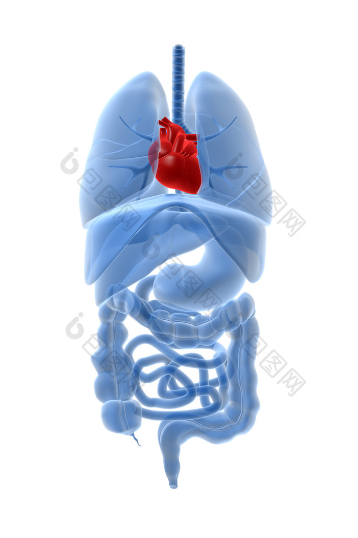 人体器官心脏摄影图