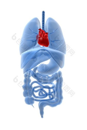 人体器官心脏摄影图