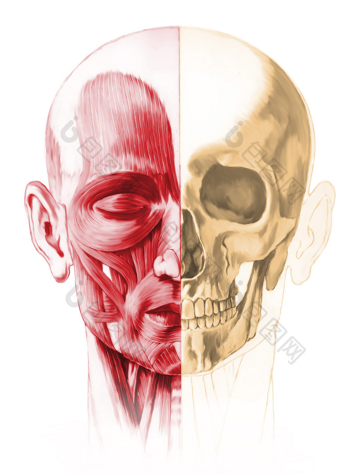 解剖学提肌头骨面孔