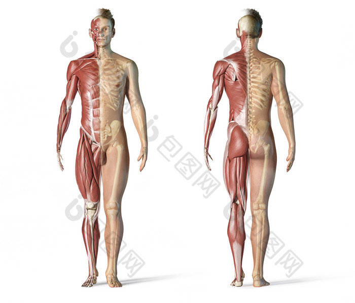 人体骨架x射线骨骼肌肉