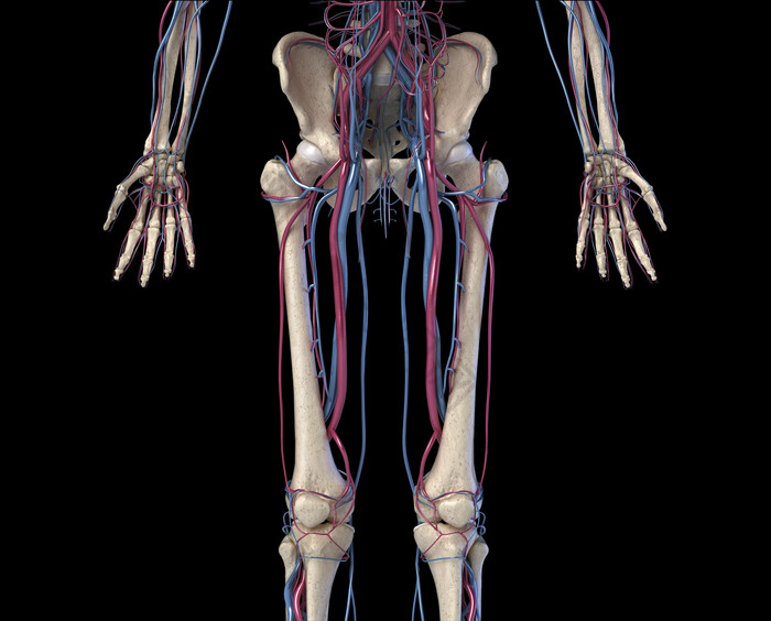人类解剖学生理学下半身血液走向图
