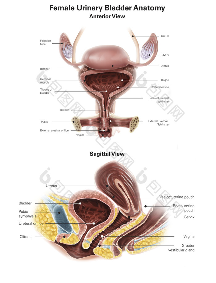 人体生殖系统示例解剖图