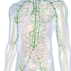 解剖学淋巴系统免疫