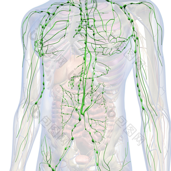 解剖学淋巴系统免疫图片-包图网