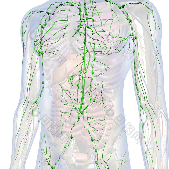 解剖学淋巴系统免疫