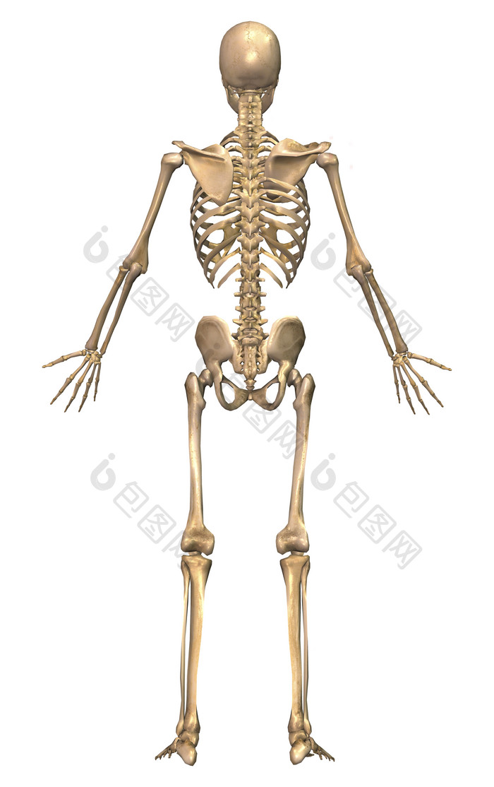 人体骨骼示例结构插图