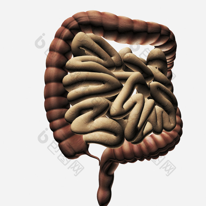 人体肠道示例结构图