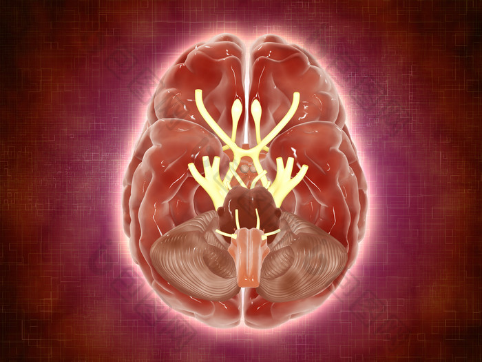 人脑颅内神经结构图
