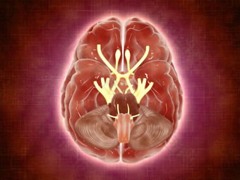 人脑颅内<strong>神经</strong>结构图
