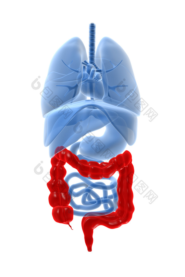 人体器官红色肠子