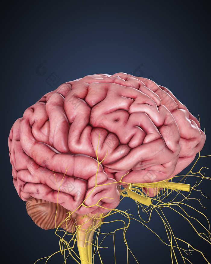 人体脑部组织结构图