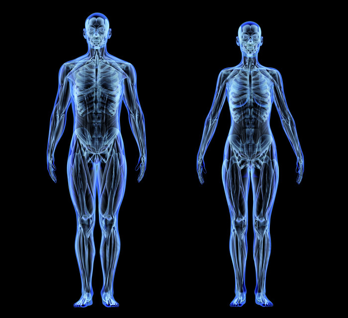 人体骨架骨骼系统x射线