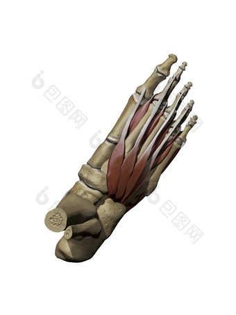 人体足部骨骼肌肉插图