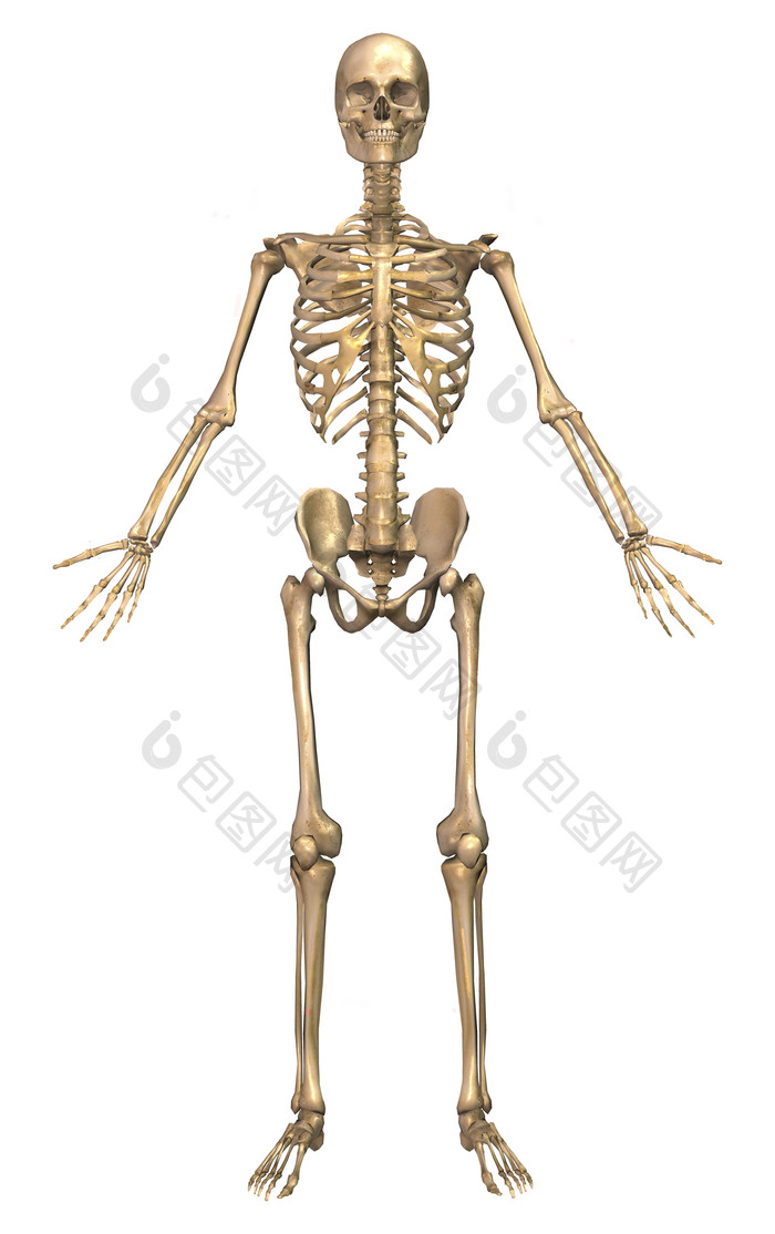 人体骨骼结构插图