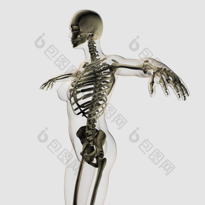 人体骨骼骨架侧视图