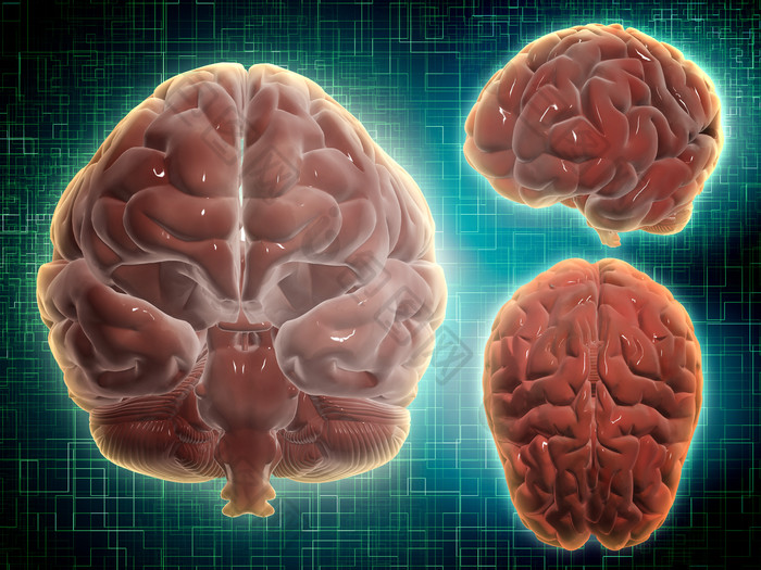 人体三维大脑结构图