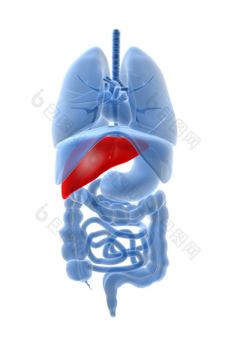 <strong>人体</strong>医疗器官摄影图