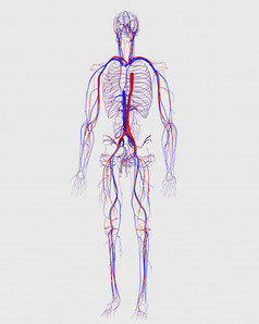 人体身体组织结构图