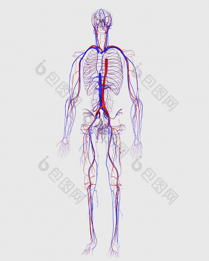 人体身体组织结构图