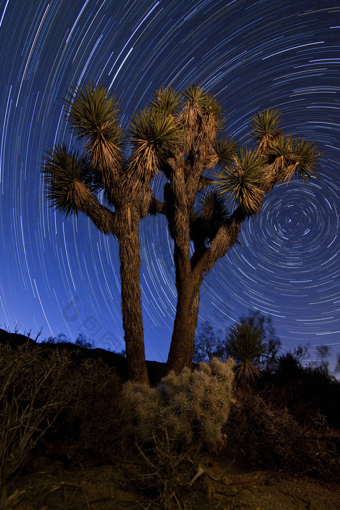 树木夜空摄影插图