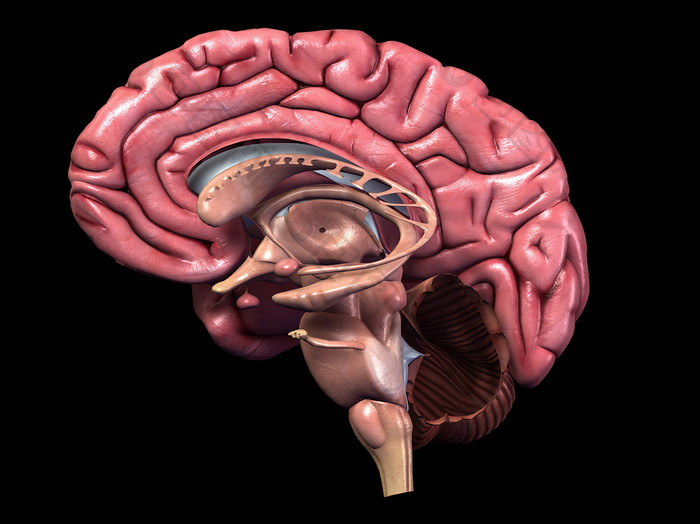三维大脑解剖图器官