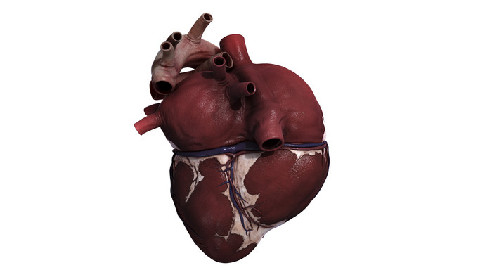 人体心脏系统结构图