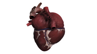 人体心脏系统结构图