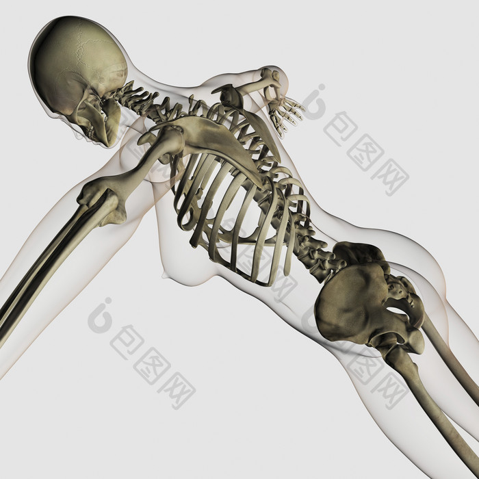 人体背部骨骼示例插图