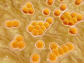 葡萄球菌细胞示例图