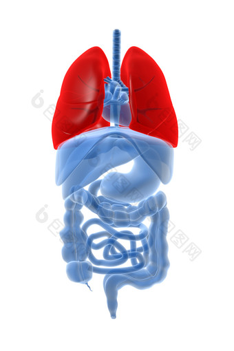 人体<strong>健康</strong>器官摄影图