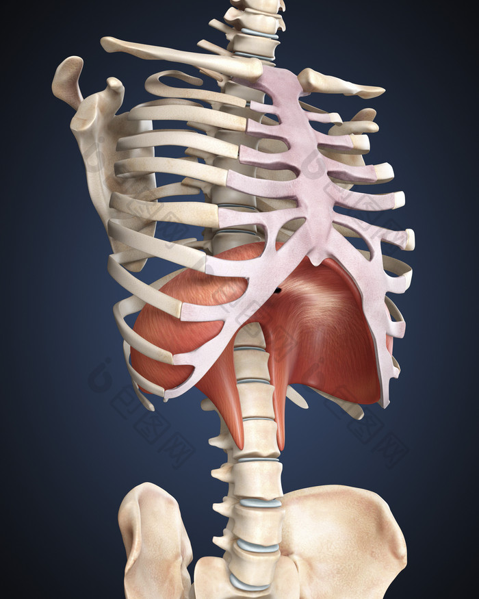 人体垂直骨骼结构图