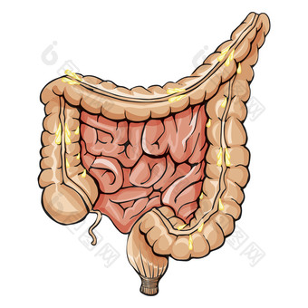 <strong>人体</strong>消化肠道示例图